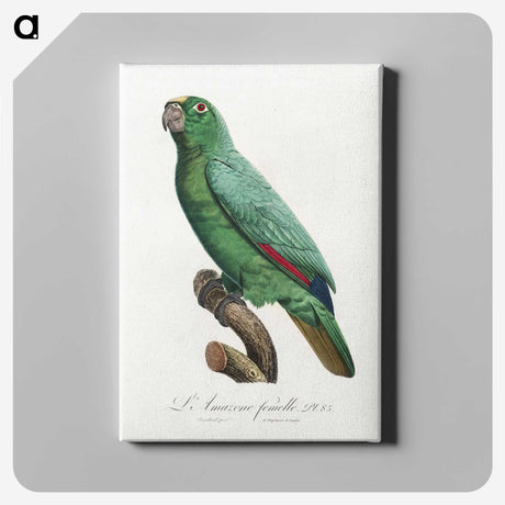 1-44_Francois-Levaillant_canvas