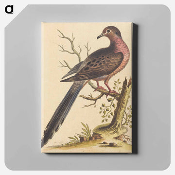 Fedoa Americana pectore ruso
 - ジョージ エドワーズ Canvas.