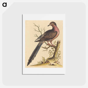 アートポストカード-Fedoa Americana pectore ruso
 - ジョージ エドワーズ Postcard.