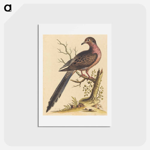 Fedoa Americana pectore ruso
 - ジョージ エドワーズ Postcard.