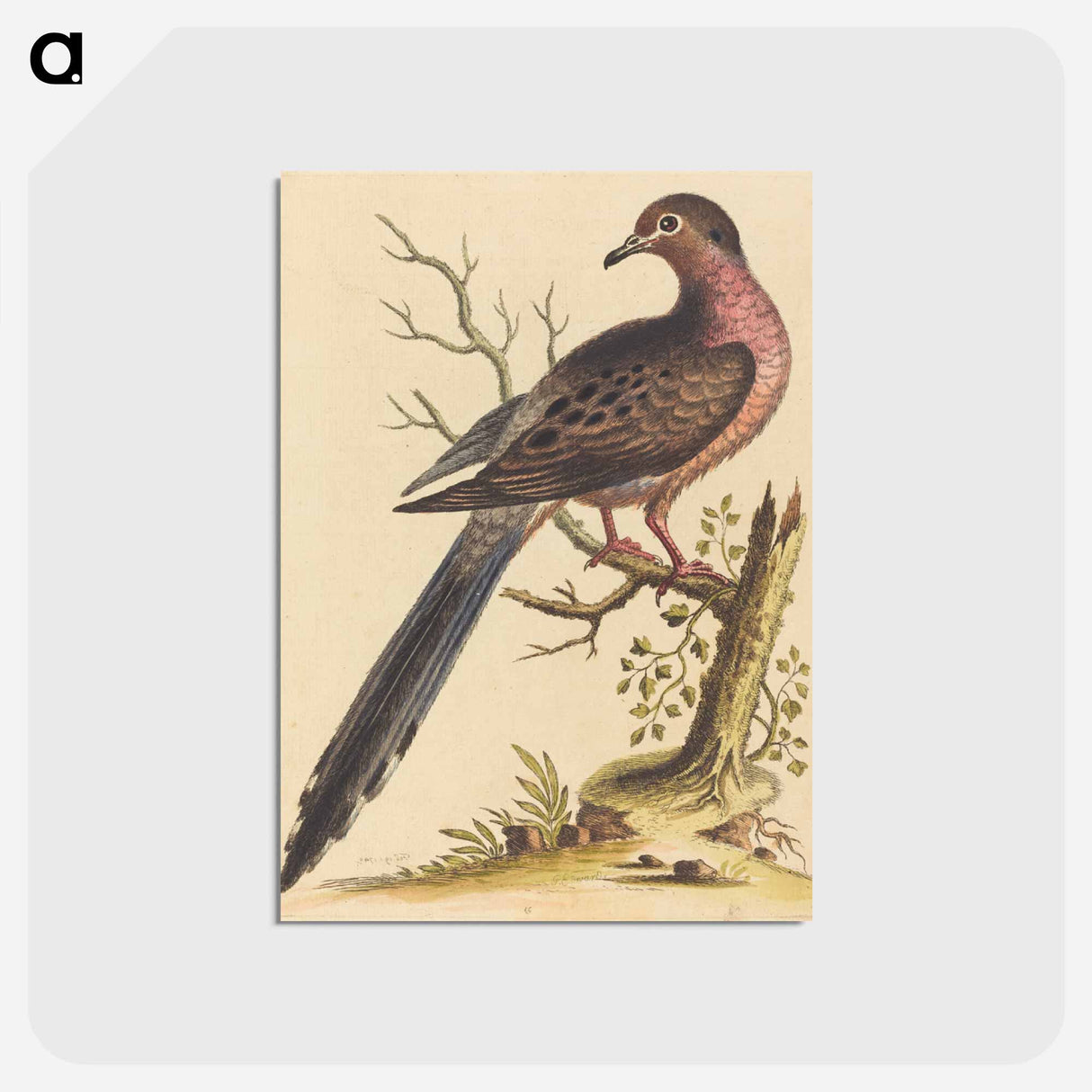 アートポストカード-Fedoa Americana pectore ruso
 - ジョージ エドワーズ Postcard.