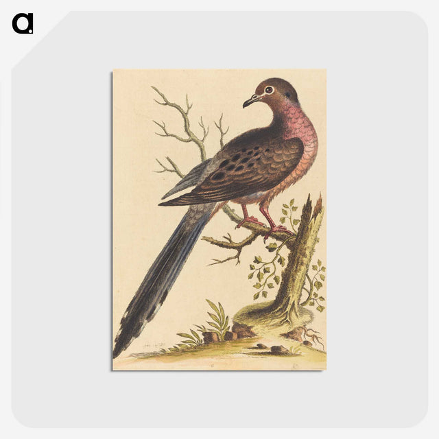 1-44_George-Edwards_postcard
