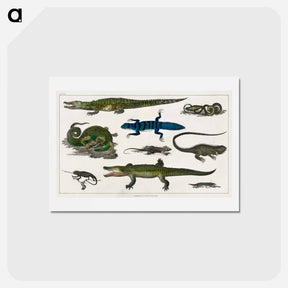 アートポストカード-Reptiles from Animated Nature
 - ゴールドスミスの生き生きとした自然 Postcard.