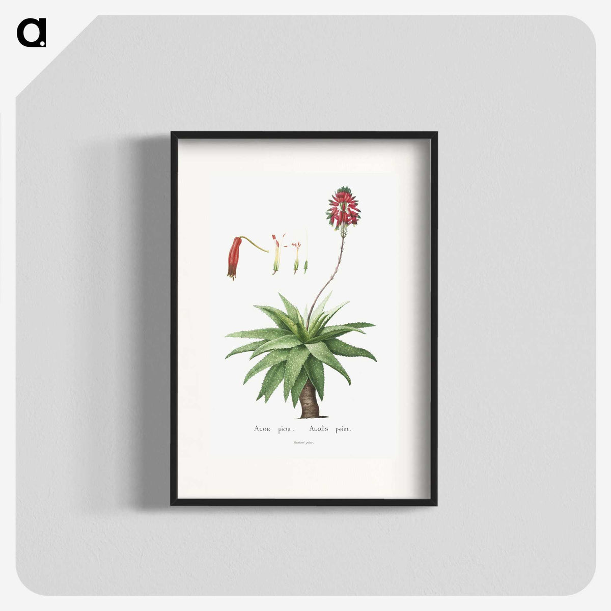 1-44_Histoire-des-Plantes-Grasses_blk