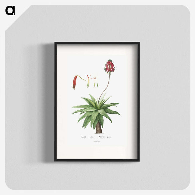 1-44_Histoire-des-Plantes-Grasses_blk