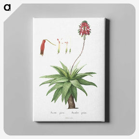 1-44_Histoire-des-Plantes-Grasses_canvas