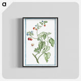 1-44_Hortus-Romanus-Botanical-Plates_blk-crop