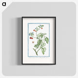 1-44_Hortus-Romanus-Botanical-Plates_blk
