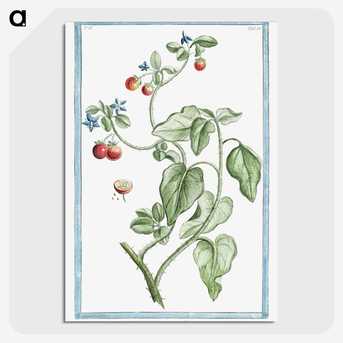 1-44_Hortus-Romanus-Botanical-Plates_picture-crop