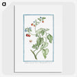 1-44_Hortus-Romanus-Botanical-Plates_picture