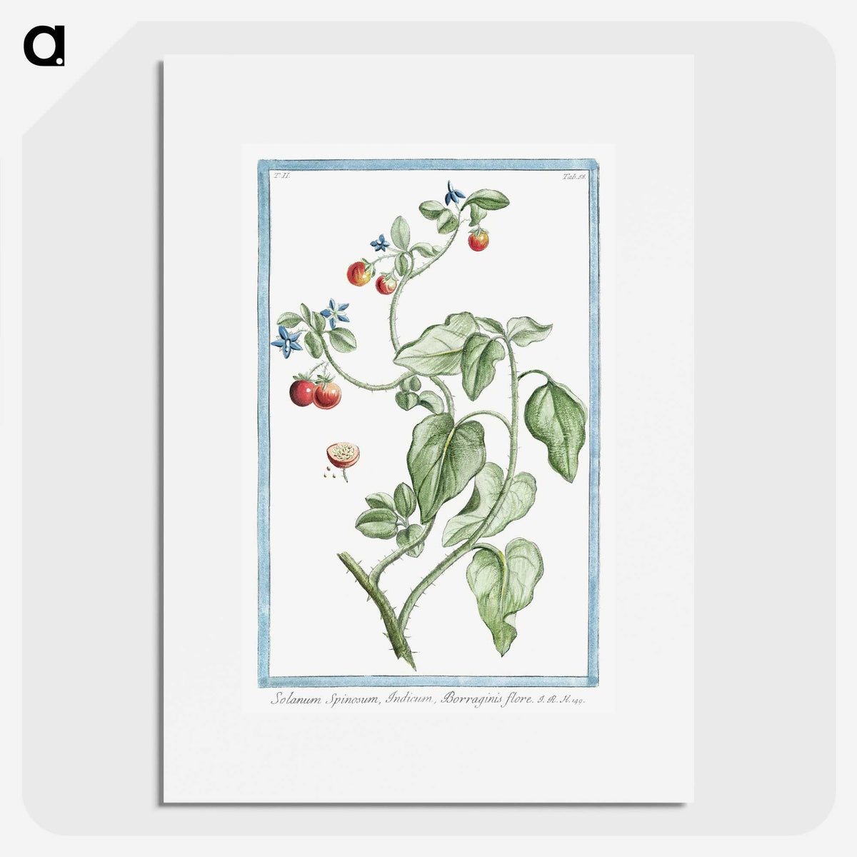 1-44_Hortus-Romanus-Botanical-Plates_picture