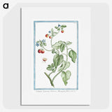 1-44_Hortus-Romanus-Botanical-Plates_picture