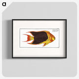 1-44_Ichtyologie-ou-Histoire-naturelle_blk