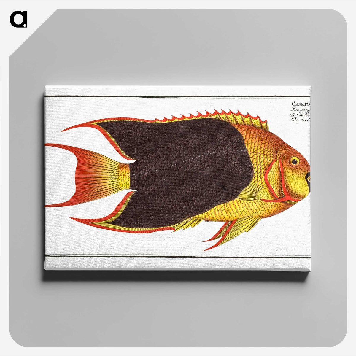 1-44_Ichtyologie-ou-Histoire-naturelle_canvas