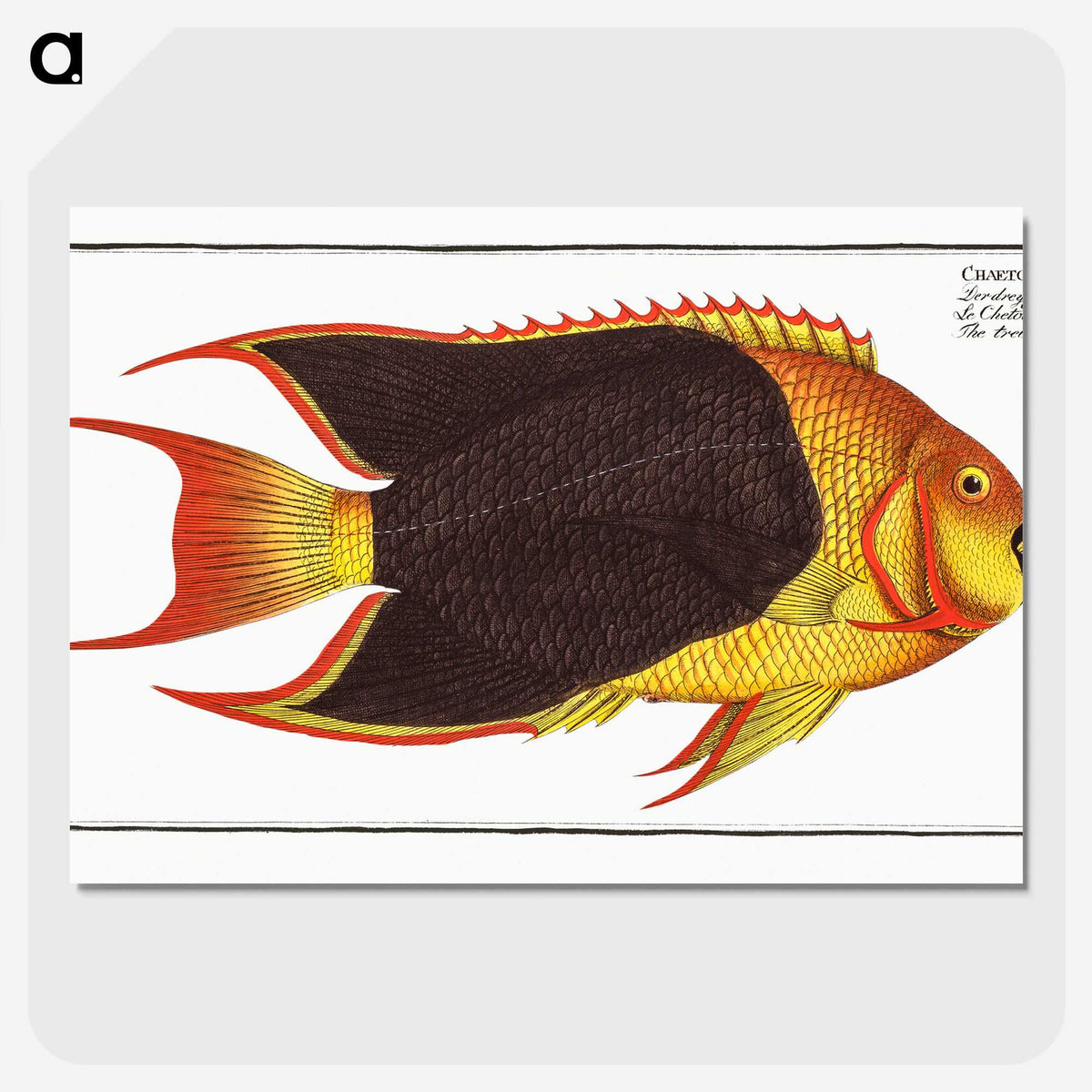 1-44_Ichtyologie-ou-Histoire-naturelle_picture-crop