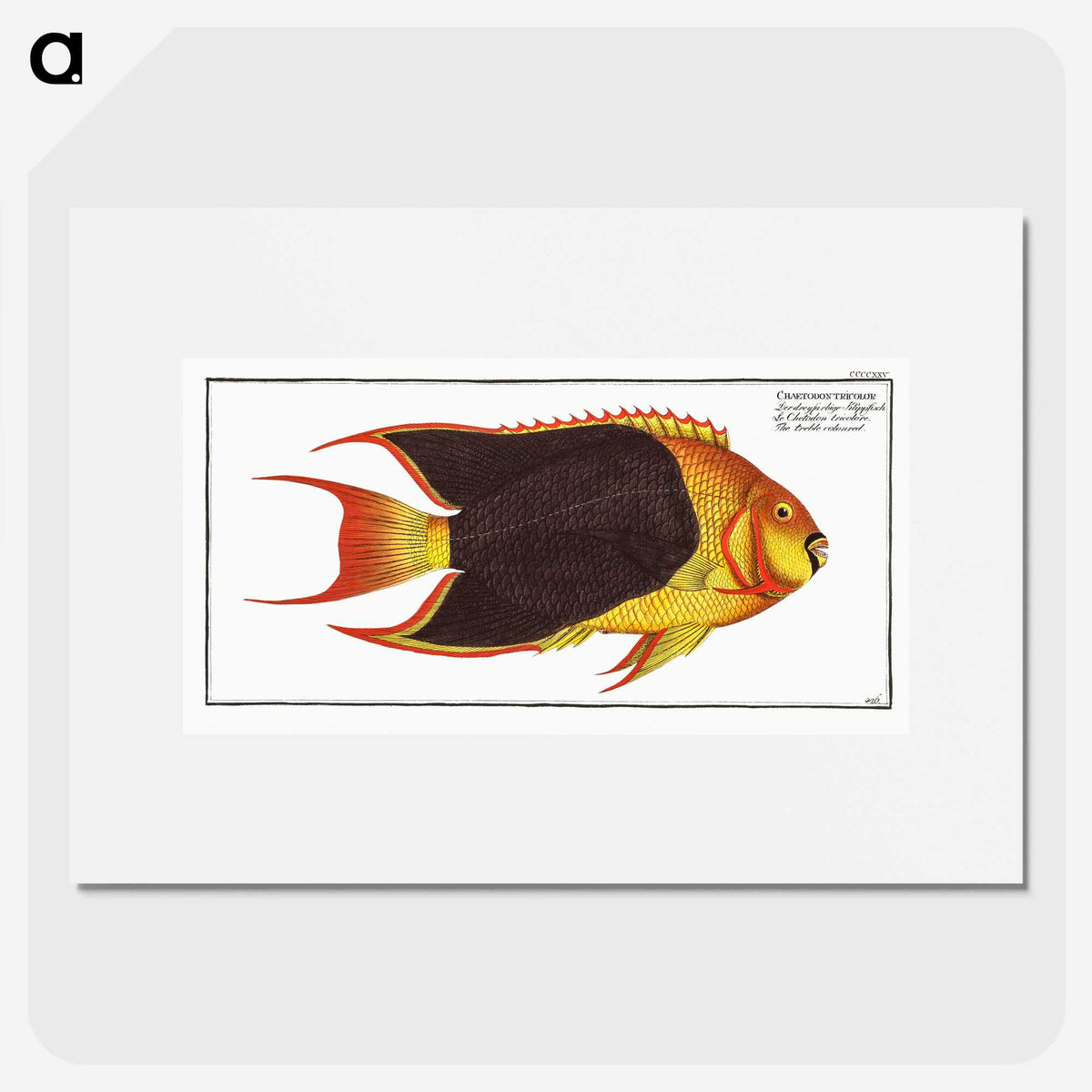 1-44_Ichtyologie-ou-Histoire-naturelle_picture