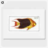 1-44_Ichtyologie-ou-Histoire-naturelle_picture