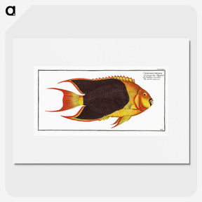 1-44_Ichtyologie-ou-Histoire-naturelle_picture