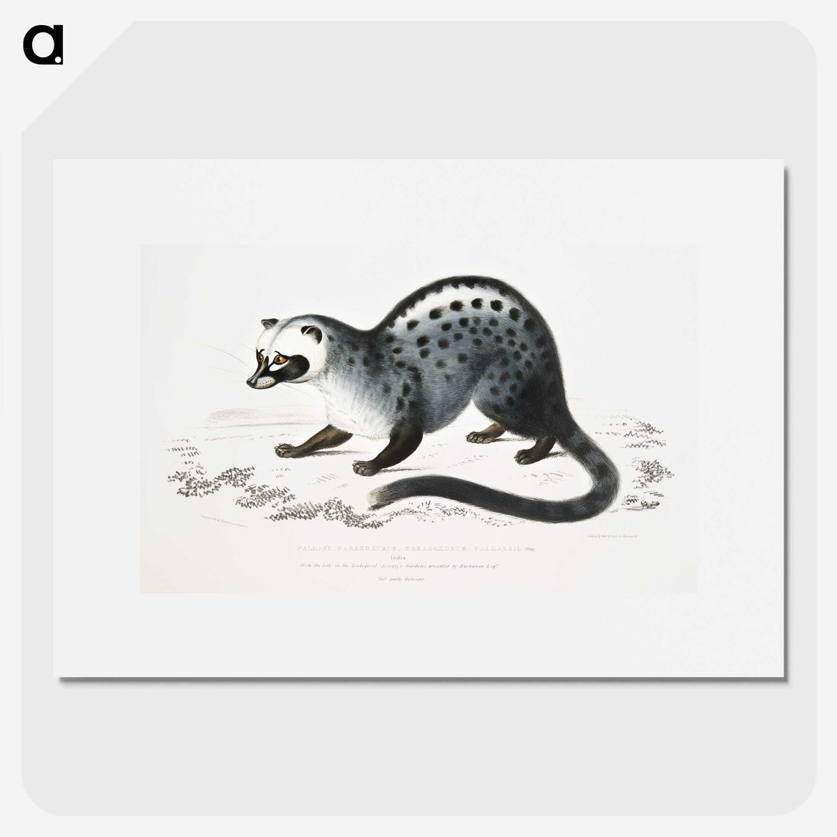 1-44_Indian-Zoology_picture