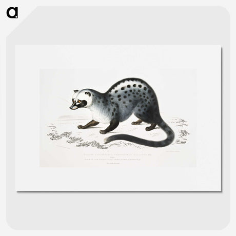 1-44_Indian-Zoology_picture