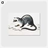 1-44_Indian-Zoology_postcard