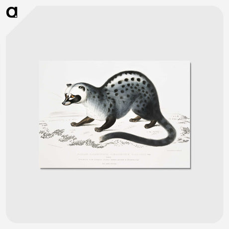1-44_Indian-Zoology_postcard