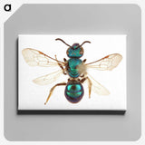 1-44_Insects-Unlocked-Project_canvas