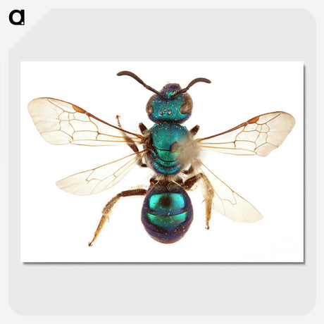 1-44_Insects-Unlocked-Project_picture-crop