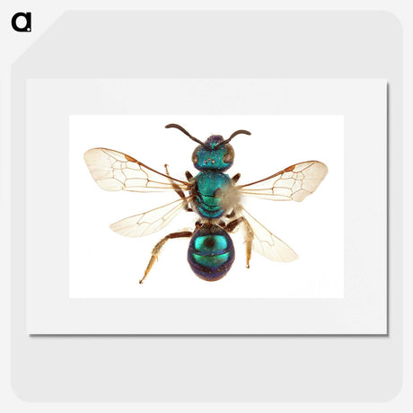 1-44_Insects-Unlocked-Project_picture