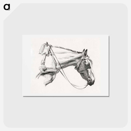 アートポストカード-Head of a horse - ジャン ベルナール Postcard.