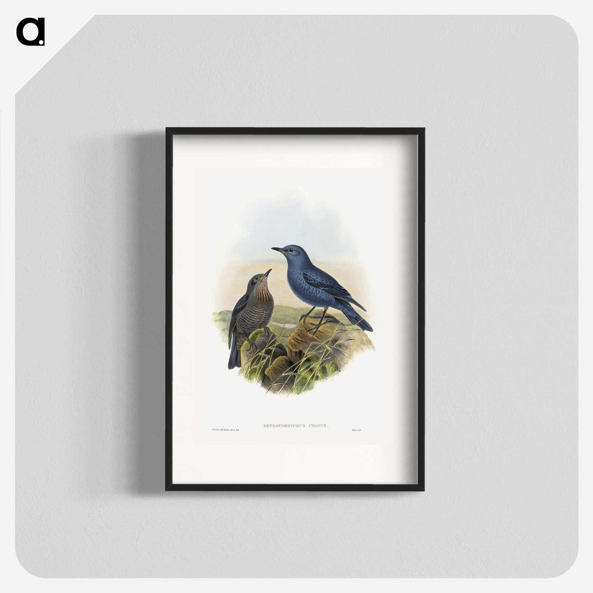 1-44_John-Gould_blk