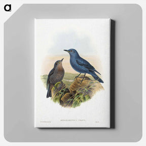 アートパネル-Blue Rockthrush
 - ジョン グールド Canvas.