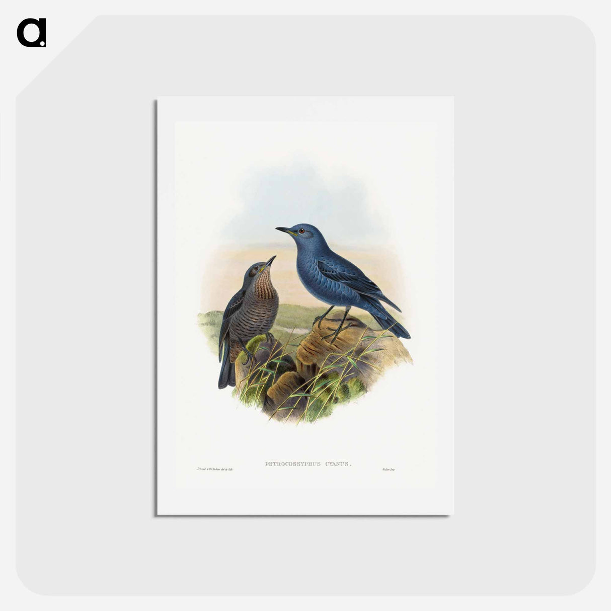 アートポストカード-Blue Rockthrush
 - ジョン グールド Postcard.