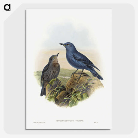 1-44_John-Gould_picture-crop