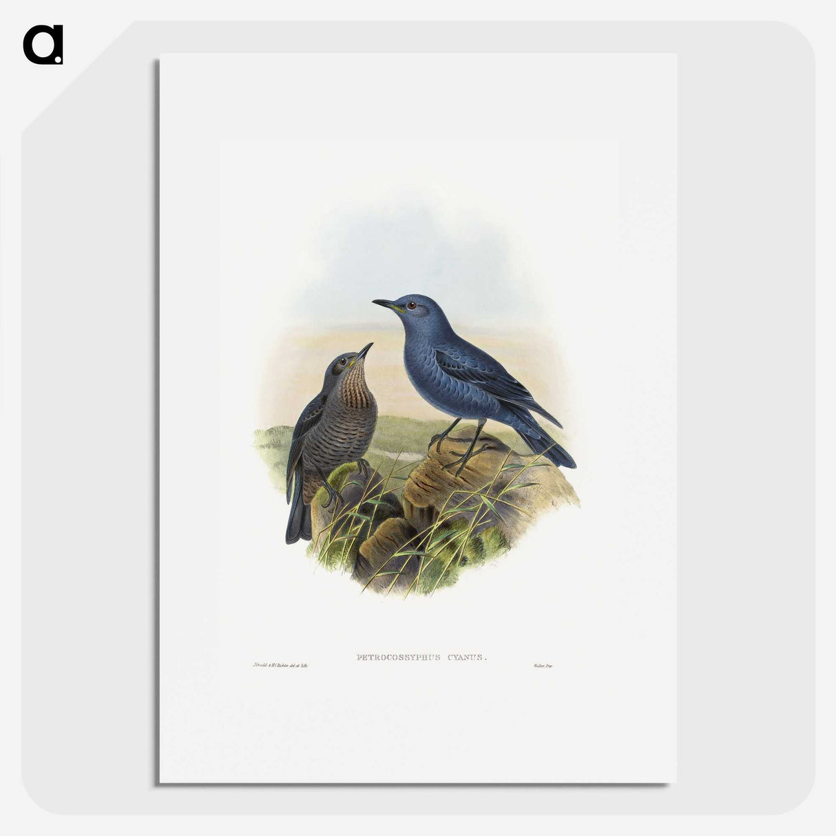 1-44_John-Gould_picture