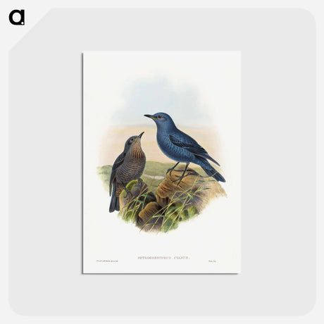 アートポストカード-Blue Rockthrush
 - ジョン グールド Postcard.