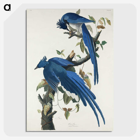 1-44_John-James-Audubon_picture-crop