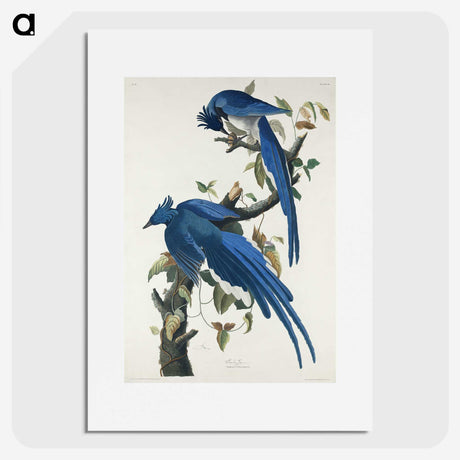 1-44_John-James-Audubon_picture