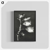 1-44_Karl-Blossfeldt_blk-crop