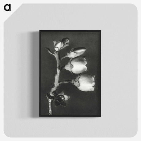 1-44_Karl-Blossfeldt_blk-crop