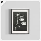 1-44_Karl-Blossfeldt_blk