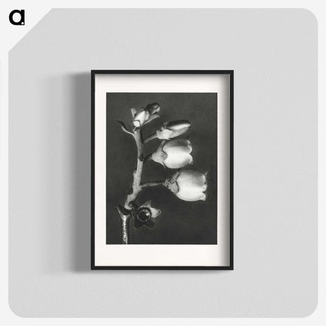 1-44_Karl-Blossfeldt_blk