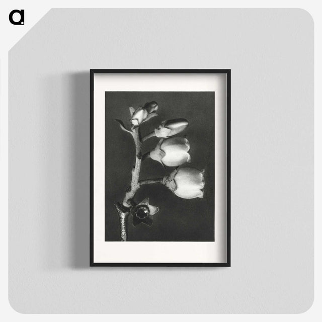1-44_Karl-Blossfeldt_blk