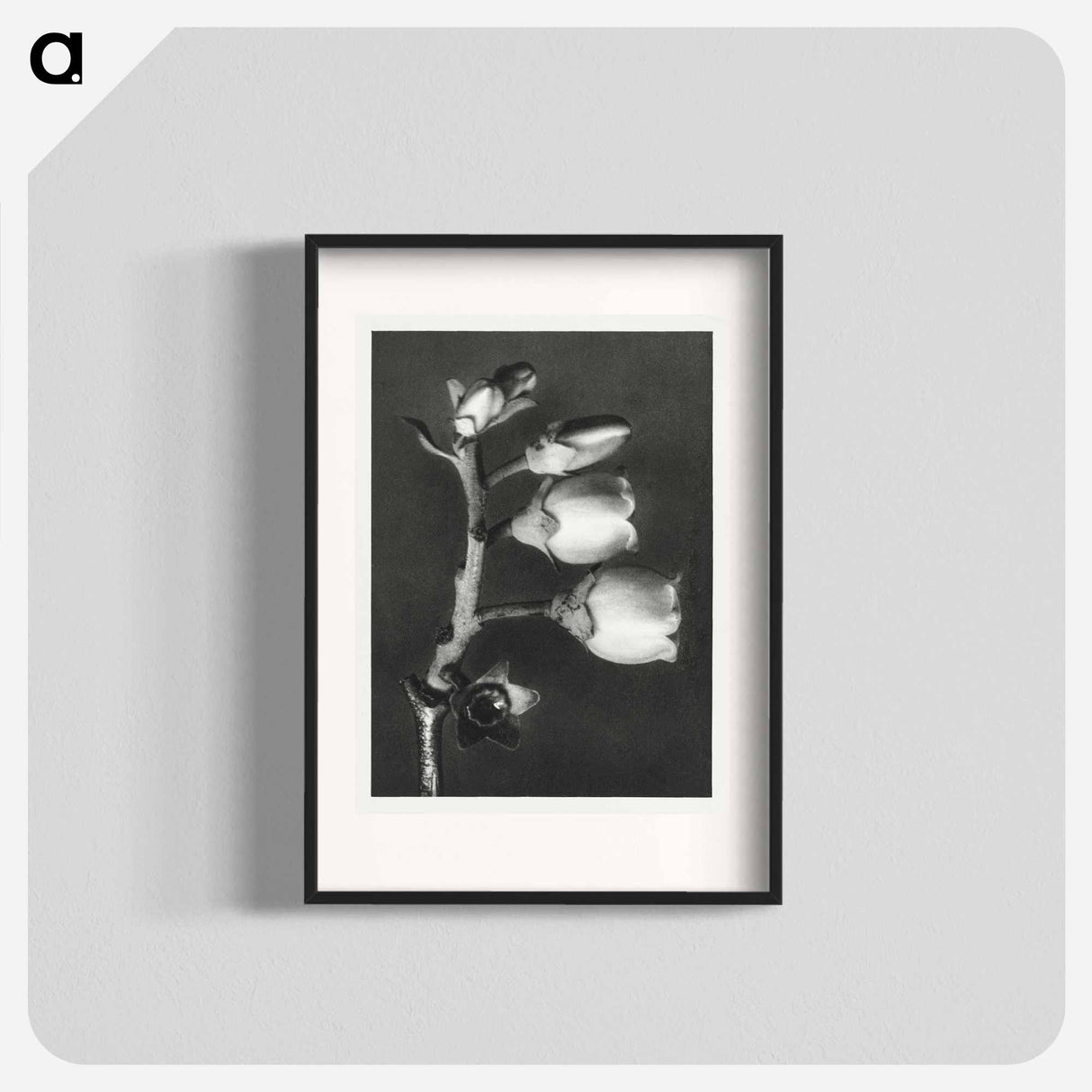 Vaccinium Corymbosum (Blueberry) - Karl Blossfeldt Poster.