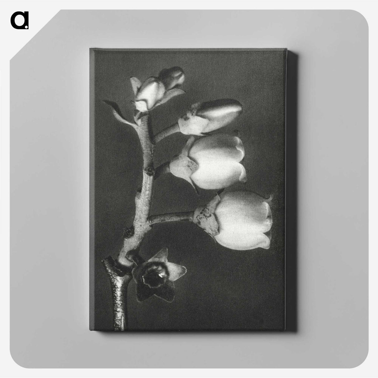 1-44_Karl-Blossfeldt_canvas