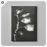 1-44_Karl-Blossfeldt_canvas