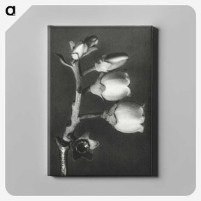 1-44_Karl-Blossfeldt_canvas