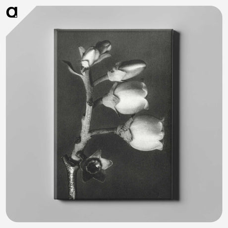 1-44_Karl-Blossfeldt_canvas