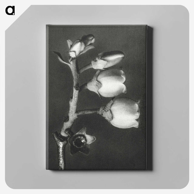 1-44_Karl-Blossfeldt_canvas