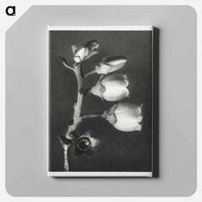 アートパネル-Vaccinium Corymbosum (Blueberry) - カール ブロスフェルト Canvas.